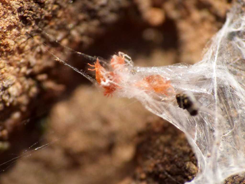Colonia di Bdellidae? - Tolfa (RM)